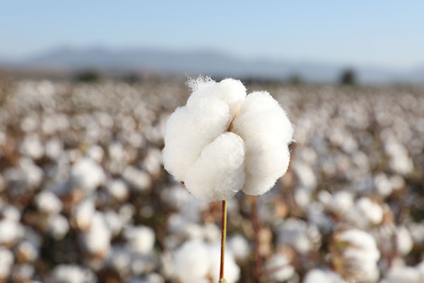 cotton